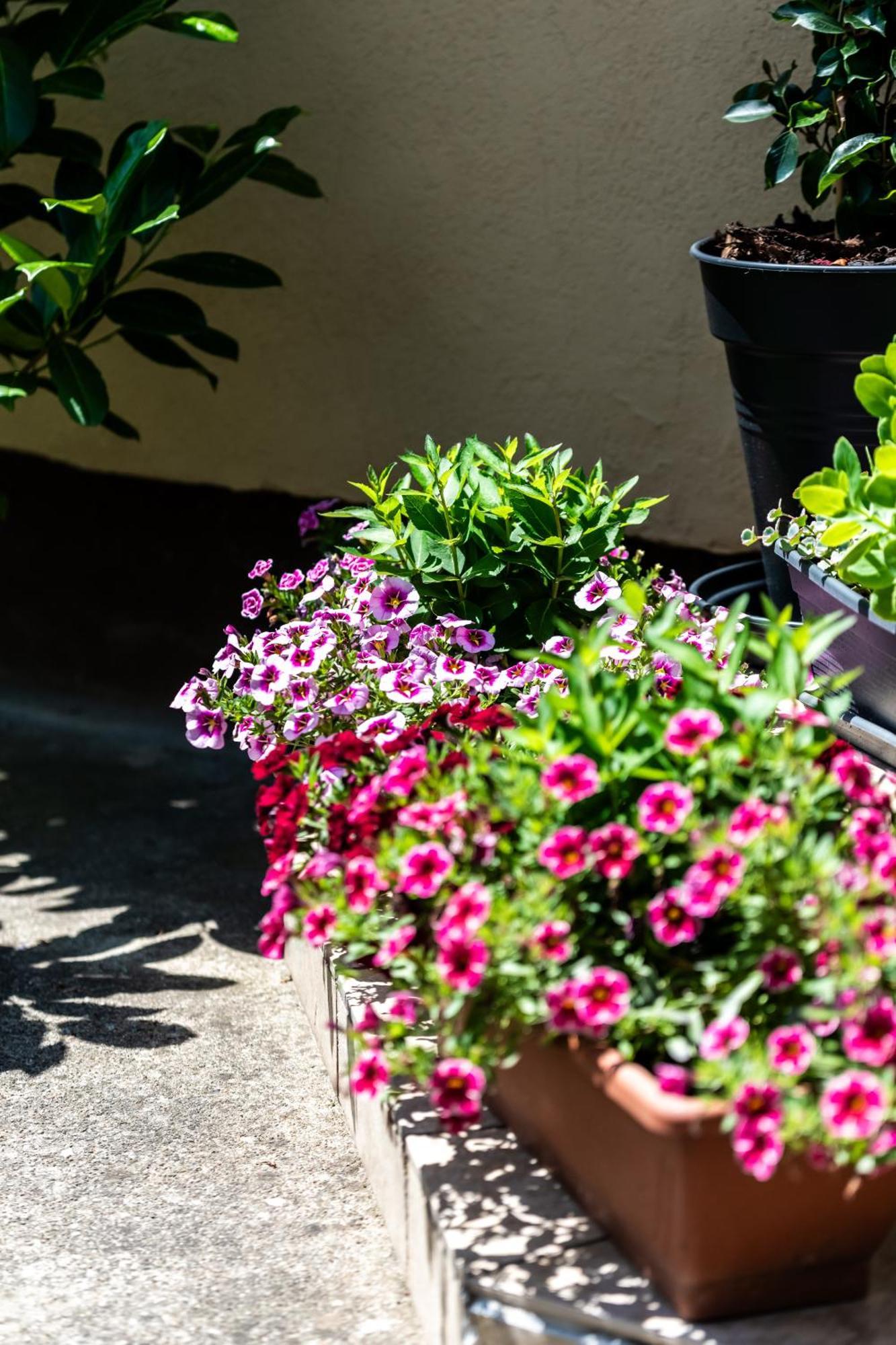 Flower Apartment Heviz Exterior photo